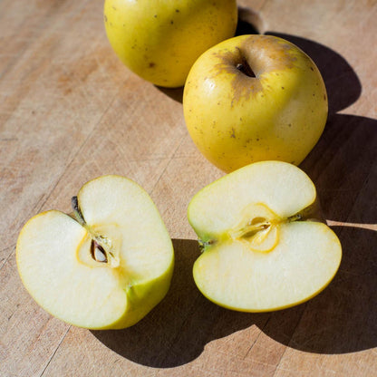 Apple Opal
