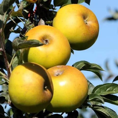 Apple Reinette Clochard