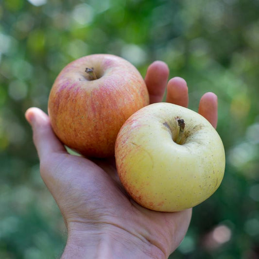 Apple Royal Gala