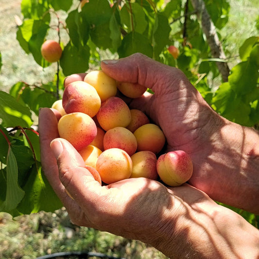 Apricot Azucarillo
