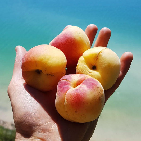 Apricot
