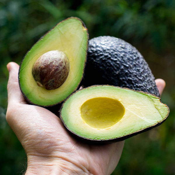 Avocat Lamb Hass
