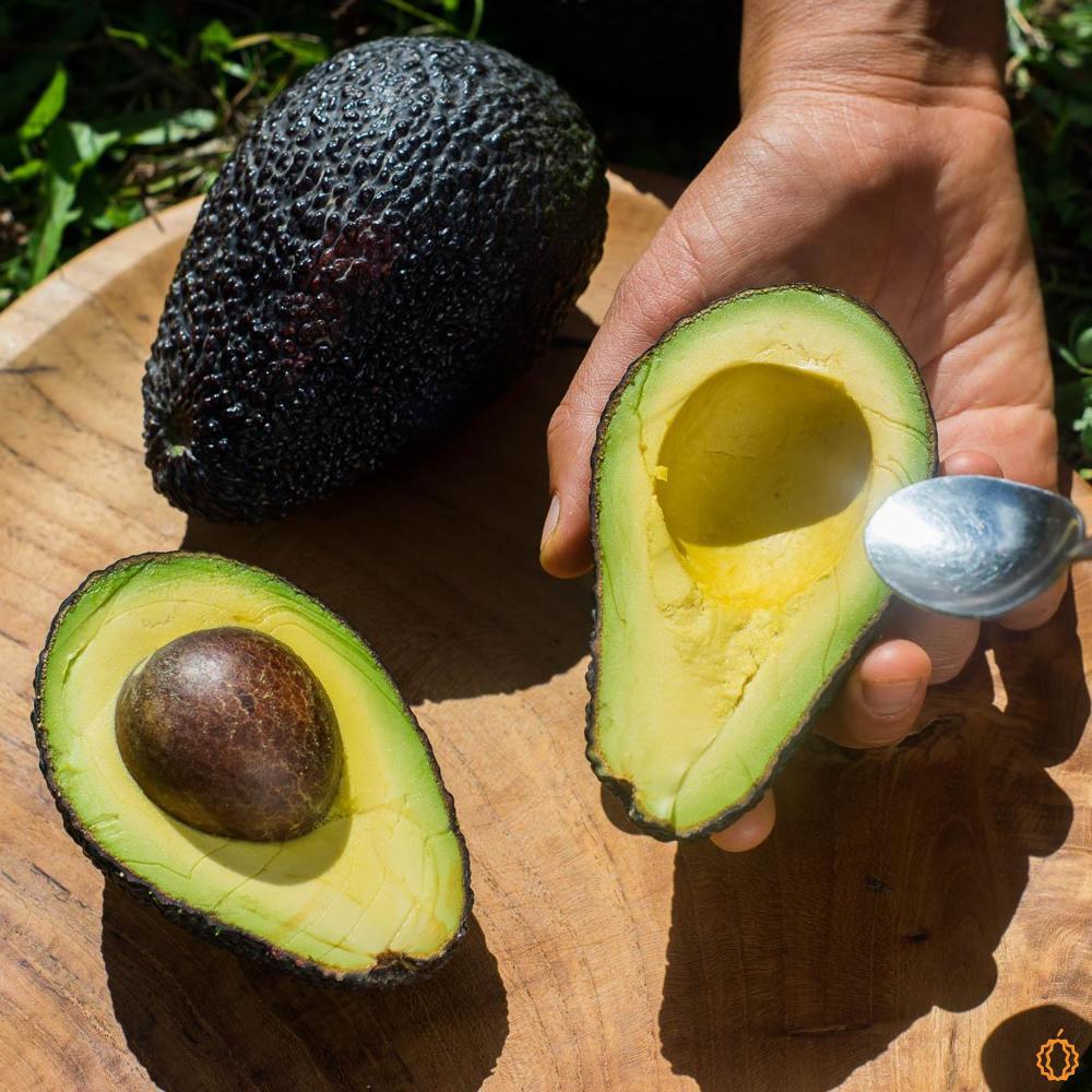 Avocat Mix Box