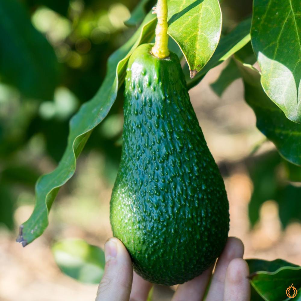 Box mix avocats