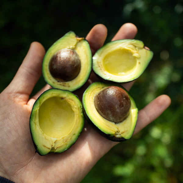 Avocado Wild from Ricardo