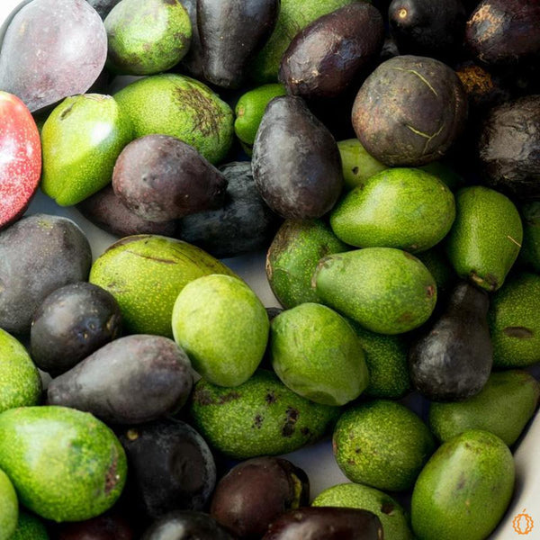 Avocado Wild from Ricardo