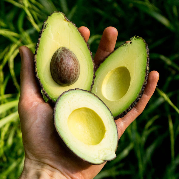 Avocado Hass Maluma