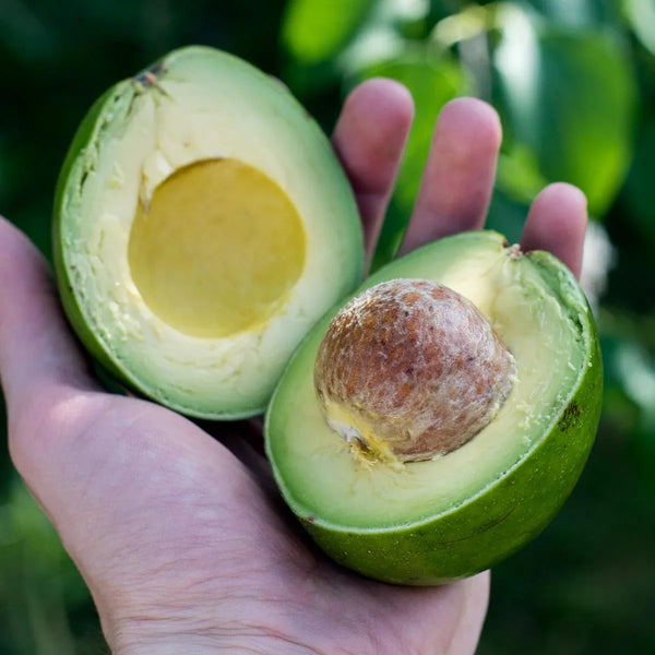 Avocado Antillano