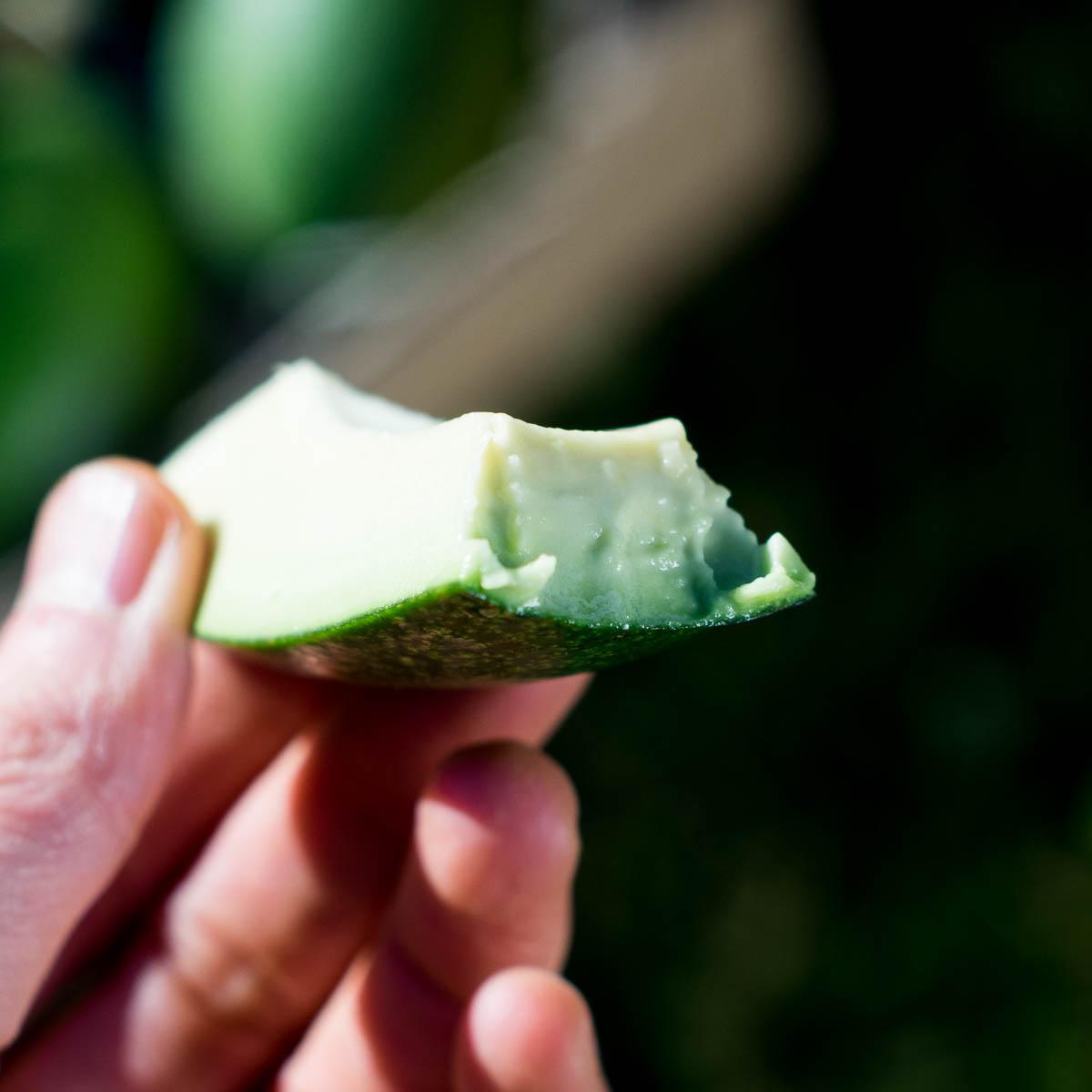 Avocado Bacon