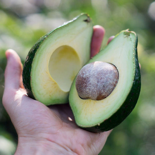Avocado Butter Tropical