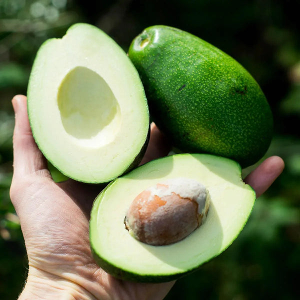 Avocado Chirimoya Mango Box