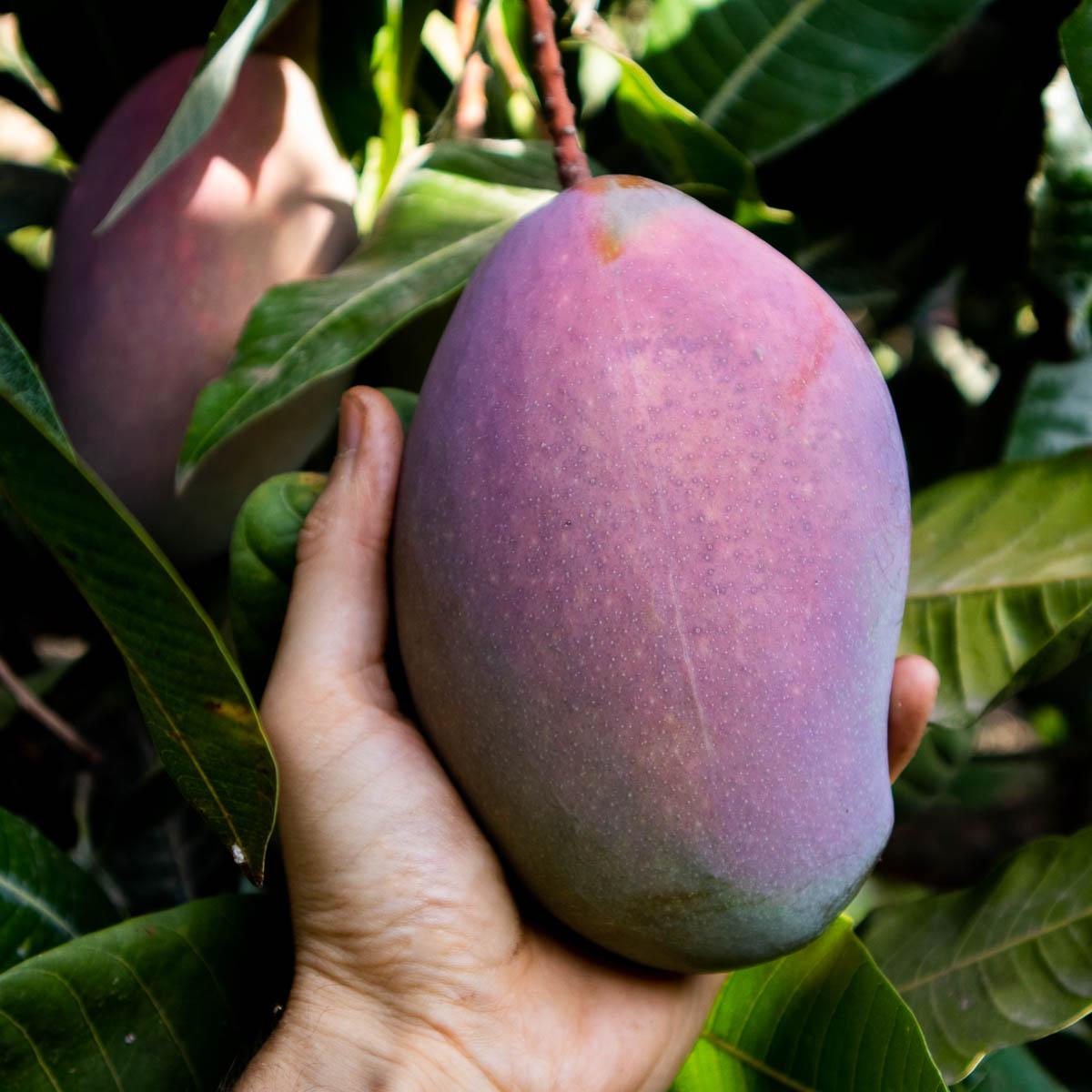 Avocado Chirimoya Mango Box