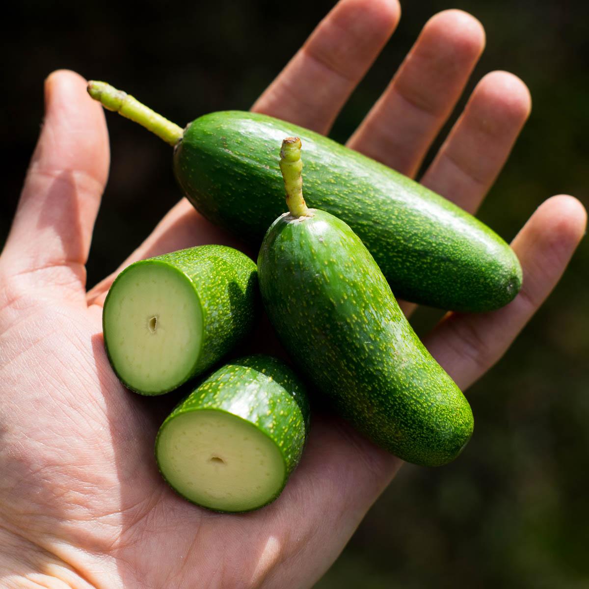Avocado Cocktail Bacon