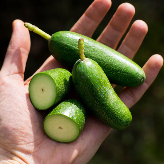 Avocado Cocktail Bacon
