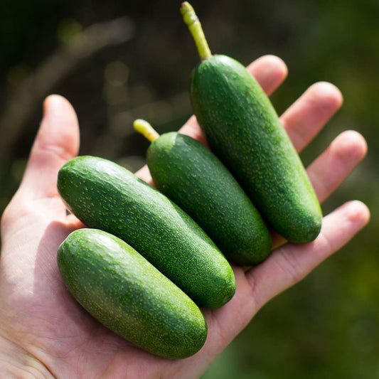 Avocado Cocktail Bacon