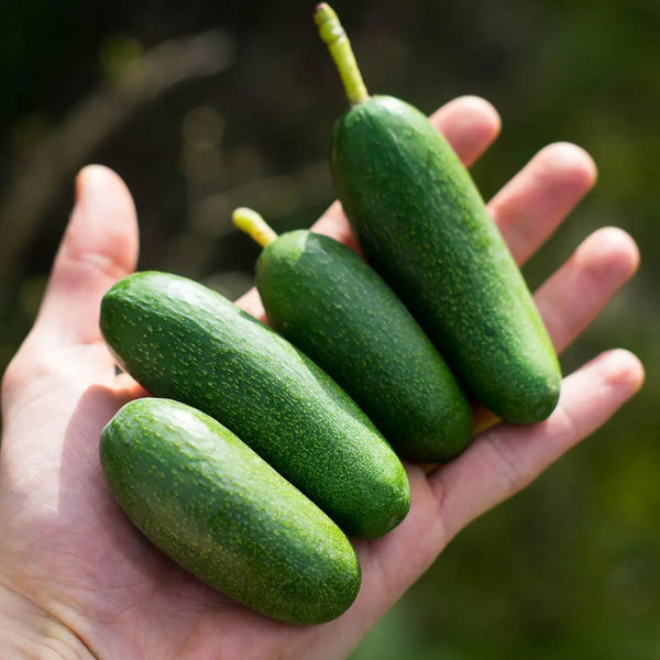 Avocat Cocktail Bacon