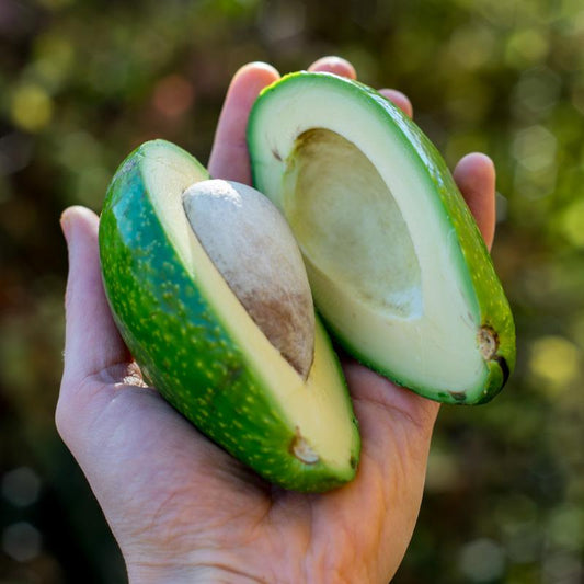 Avocado Ettinger