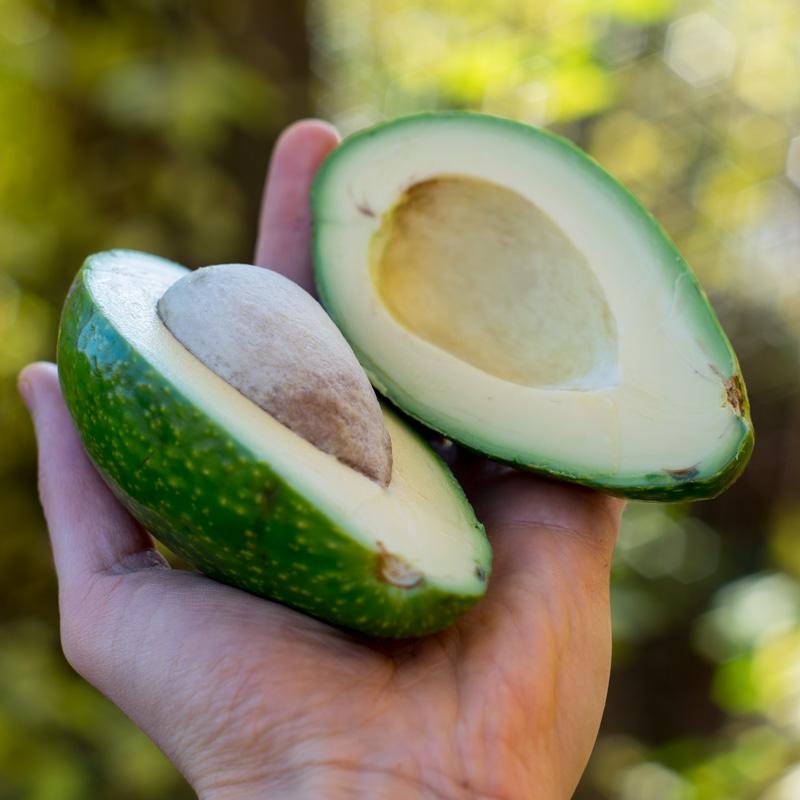 Avocado Ettinger