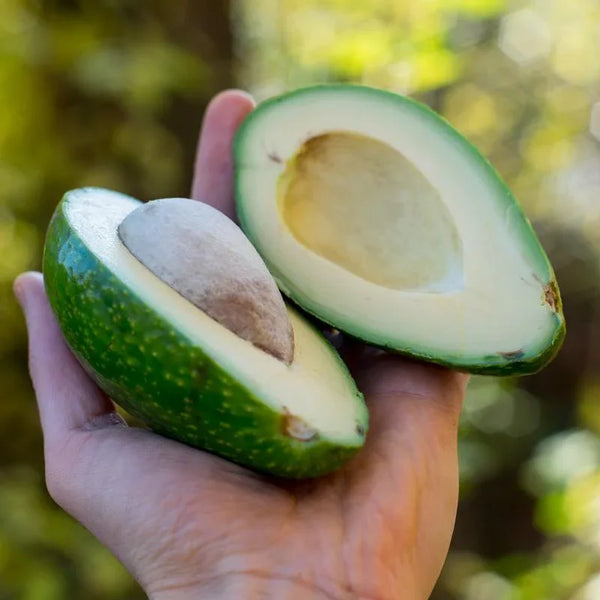 Avocat Ettinger