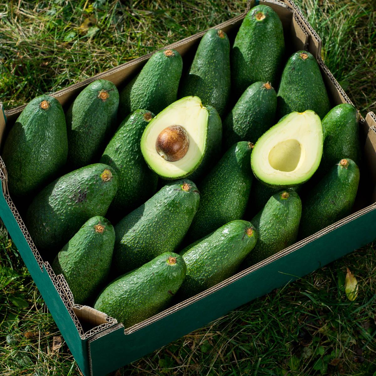 Avocado Fuerte