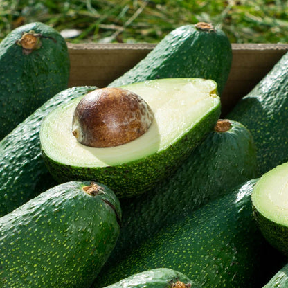 Avocado Fuerte