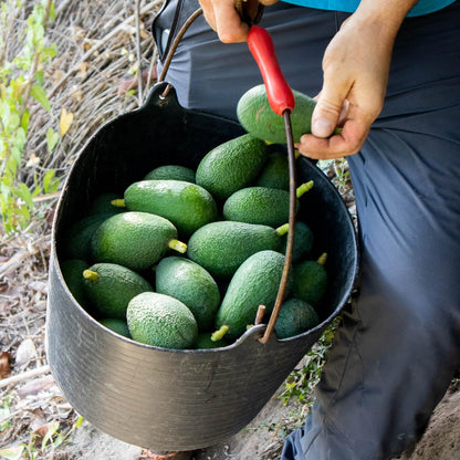 Avocado Fuerte