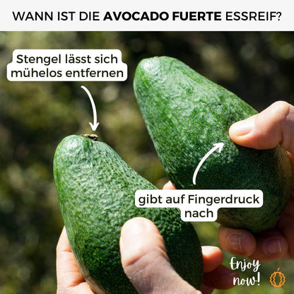 Avocado Fuerte