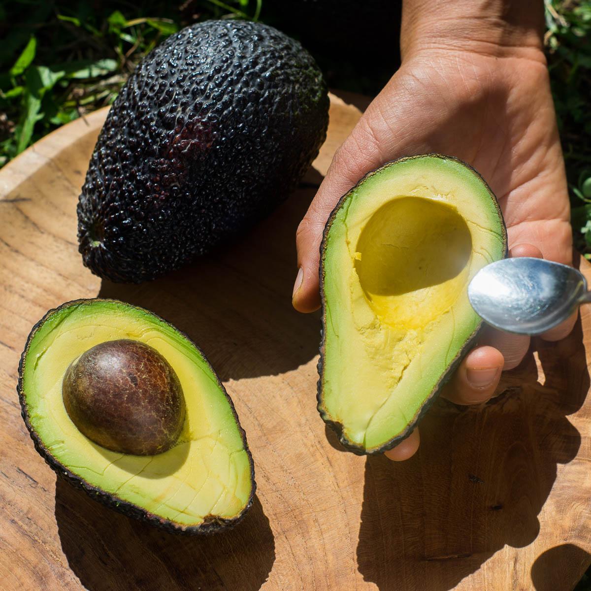 Avocado Hass