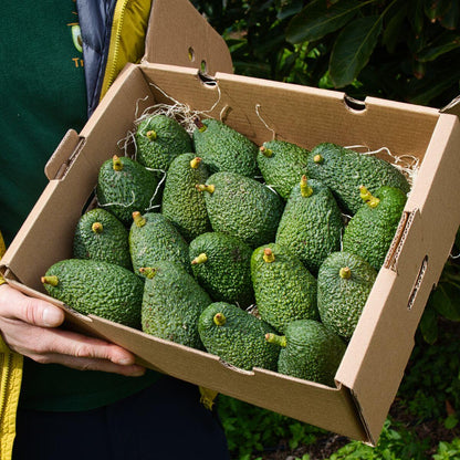Avocado Hass