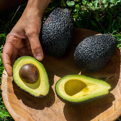 Avocado Hass