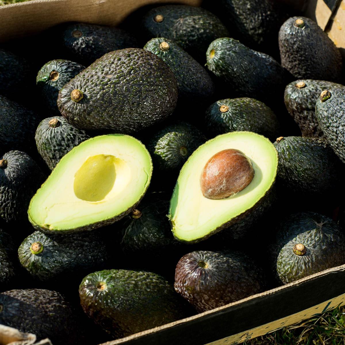 Avocado Hass