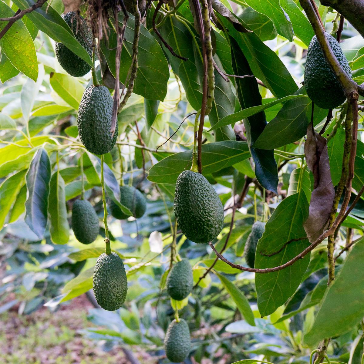 Avocado Hass