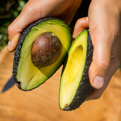 Avocado Hass