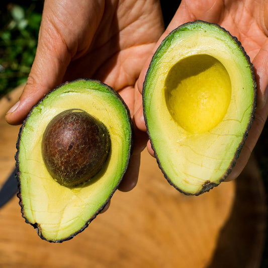 Avocado Hass