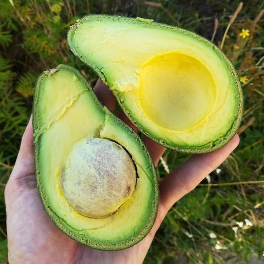 Avocado Insana