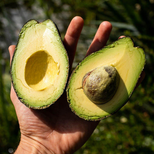 Avocado Lamb Hass