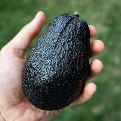 Avocado Lamb Hass