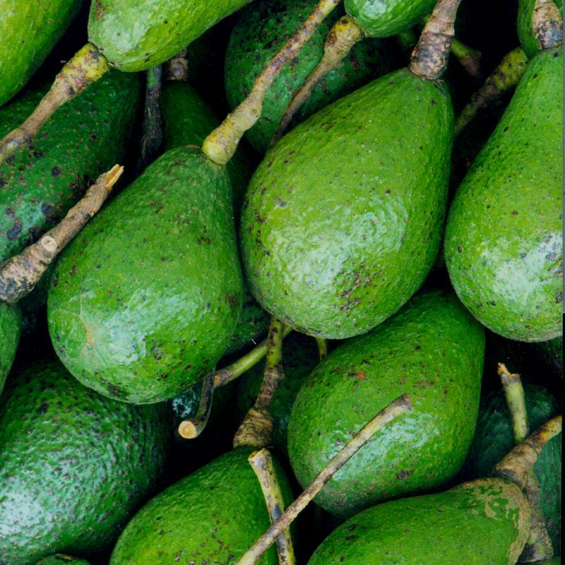 Avocado Lula