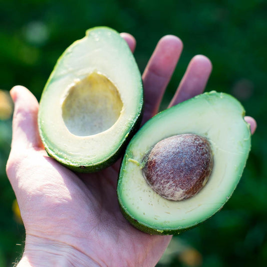 Avocado Malaga