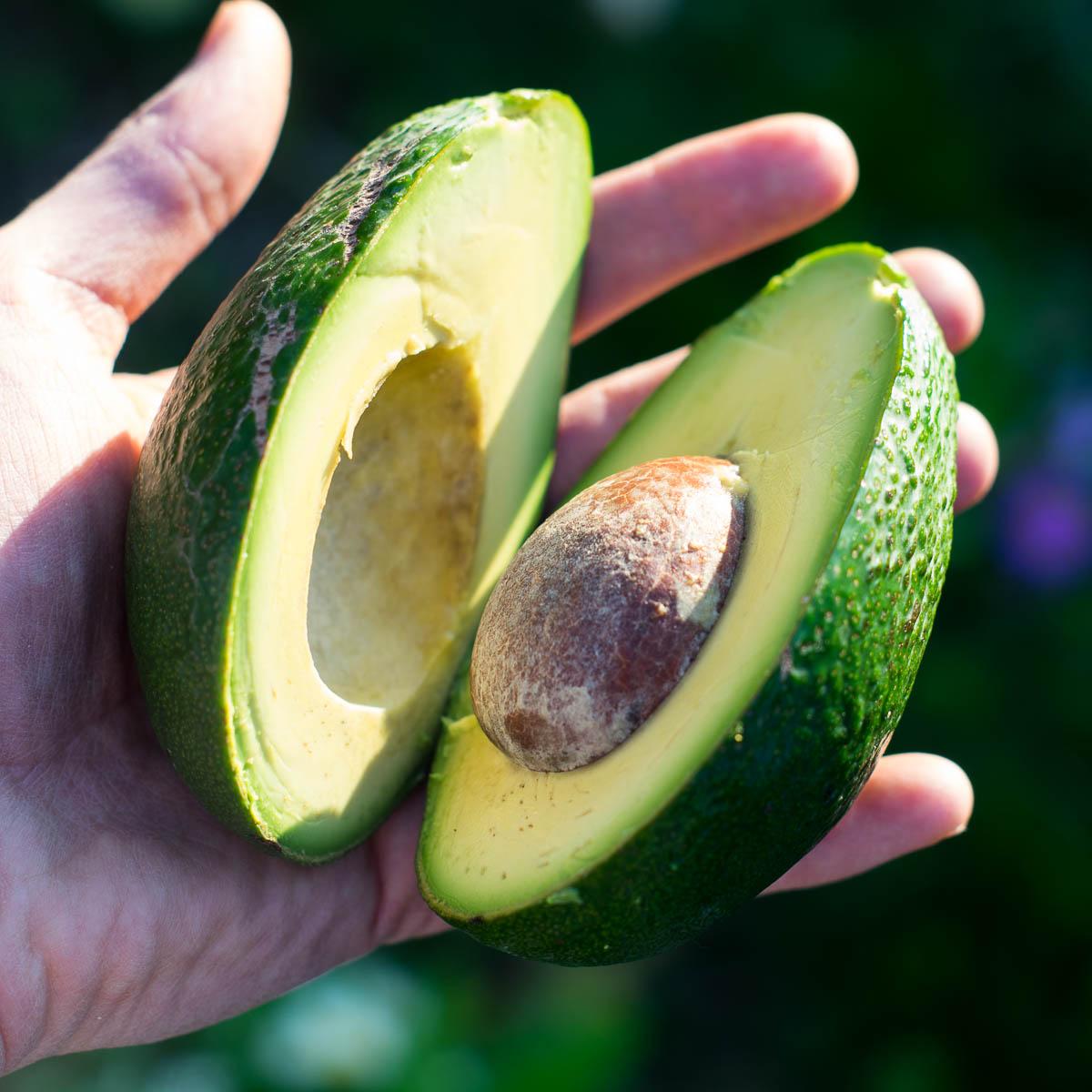 Avocado Malaga