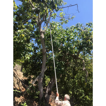 Avocado Malaga