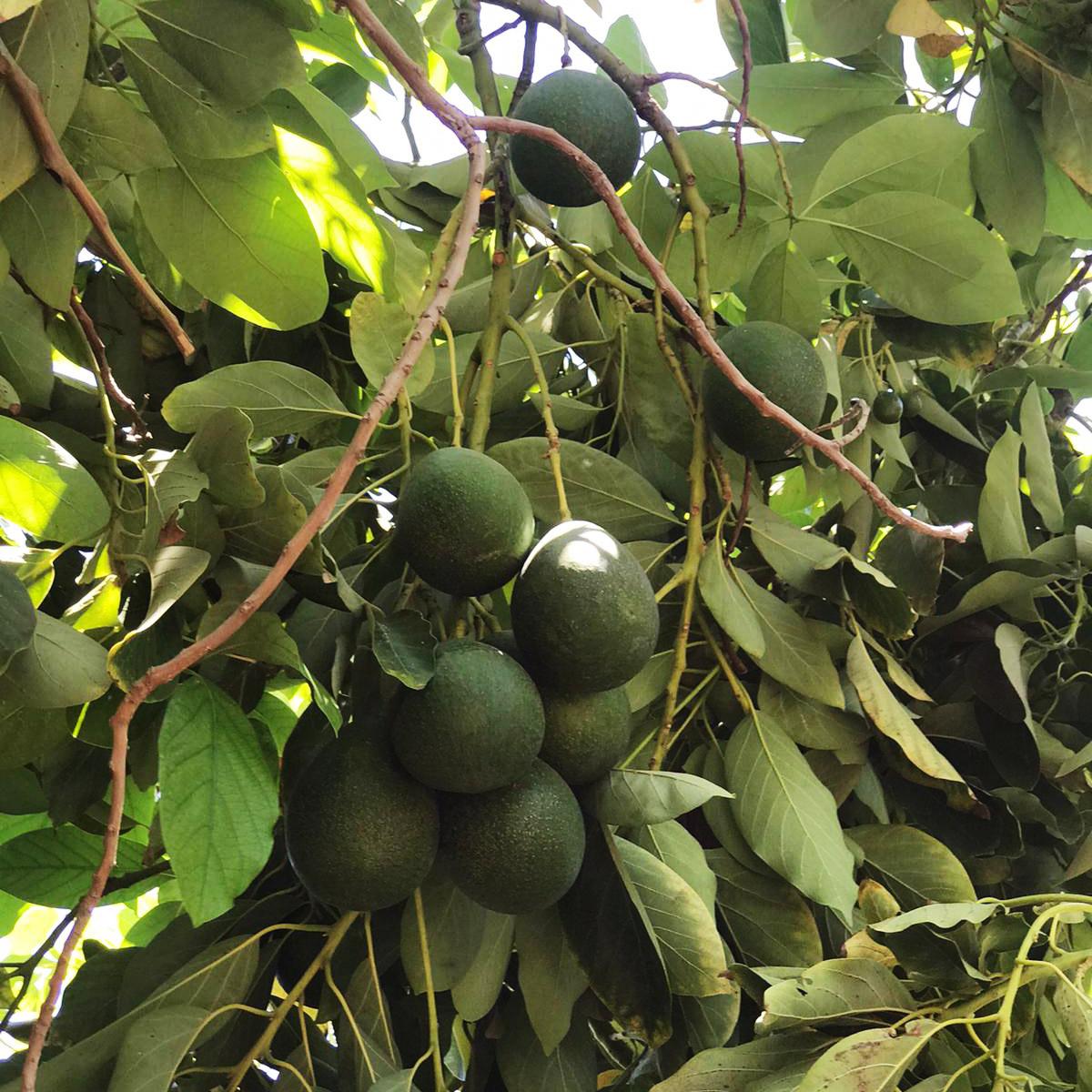 Avocado Malaga