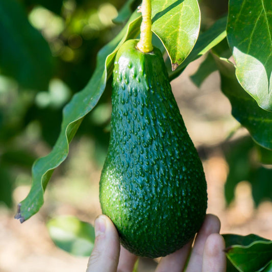 Avocado Pinkerton