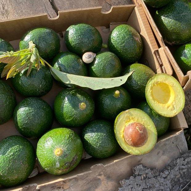 Avocado Reed