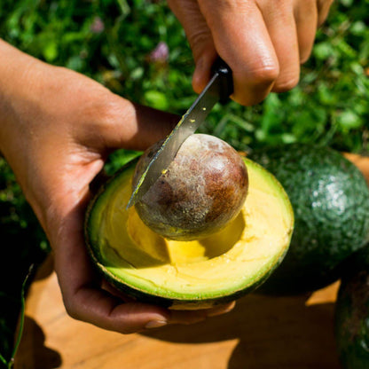 Avocado Reed