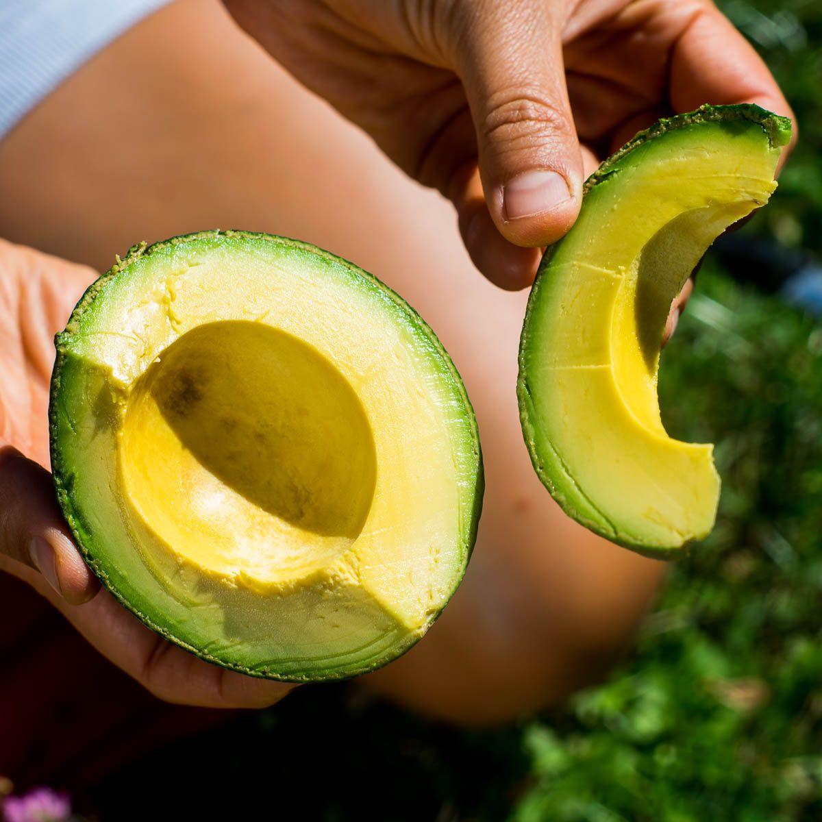 Avocado Reed