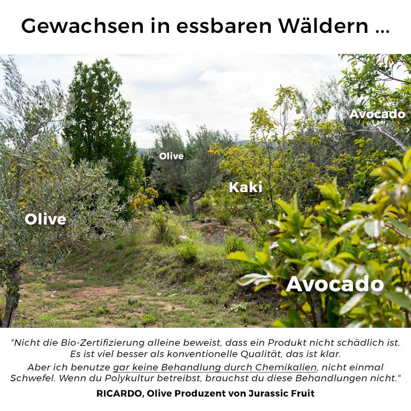 Avocado Wild from Ricardo