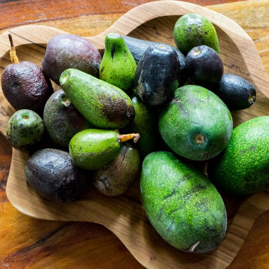 Avocado Wild