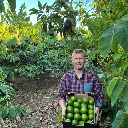 Avocado Wild