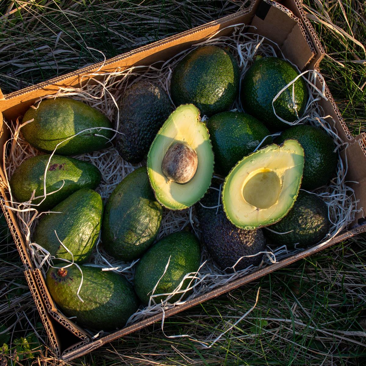 Avocado Sorten-Mix